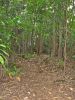 Hanalei-Okolehao Trail